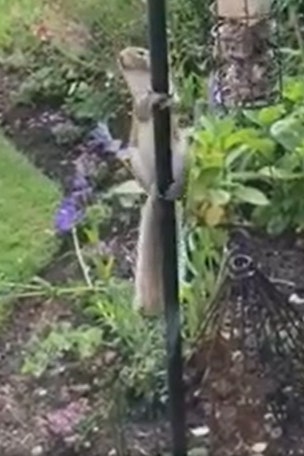 'Greedy' squirrel FOILED by this