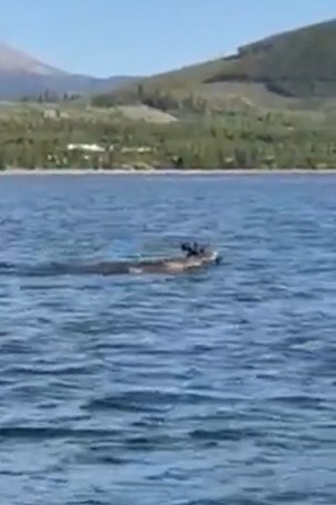 Man spots MOOSE swimming