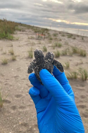 Turtle has TWO heads