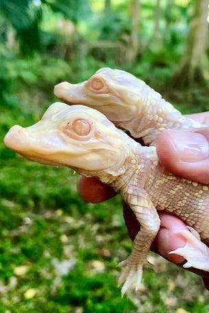 Rare ALBINO alligators born