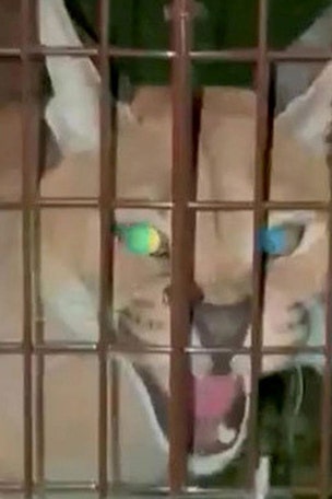 Large cat ESCAPES owner here
