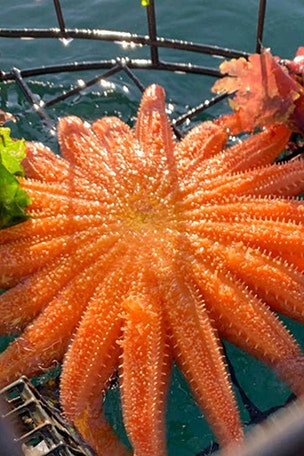 Starfish has 19 ARMS