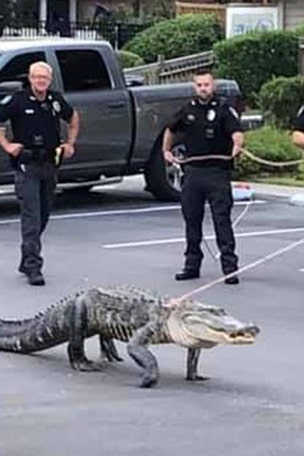 Alligator on LEASH