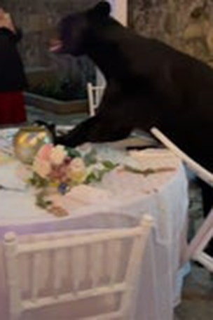 Bear CRASHES wedding reception