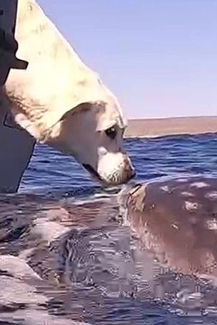 Dog KISSES shark