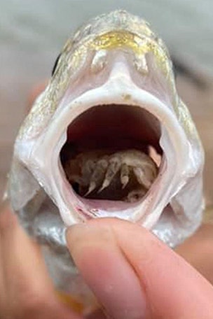 Fish has PARASITE in its mouth