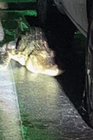 Alligator found under CAR