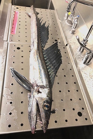 CANNIBAL fish found on beach