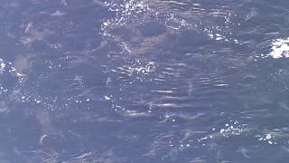 Hundreds of manatees and sharks spotted mingling together in Florida waters