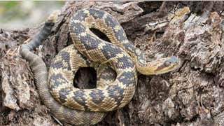 'Snakes alive!': Record warm November in Arizona leading to extension of rattlesnake season