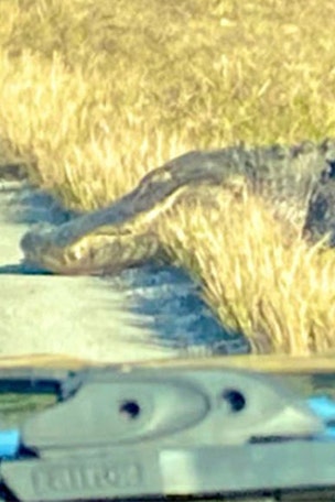 Police stop 12-foot ALLIGATOR