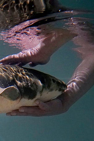 OLDEST living aquarium fish
