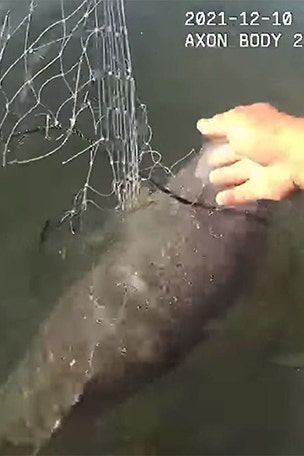 Police officer rescues DOLPHIN
