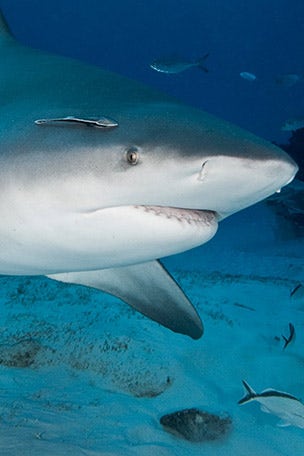 US has most unprovoked SHARK BITES