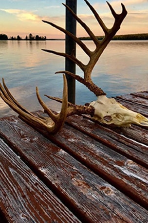 Record-breaking deer found DECADES later