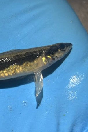 Fish seen for 1st time in 80 YEARS