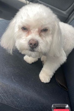 Groomer gives woman WRONG dog