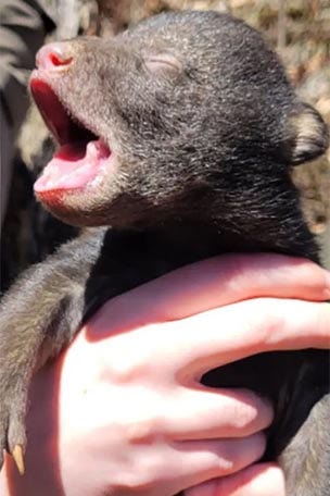 Bear ADOPTS orphaned cub
