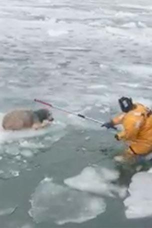 Dog STRANDED on floating ice