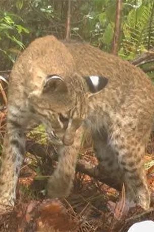 SEE IT: Python and bobcat face off