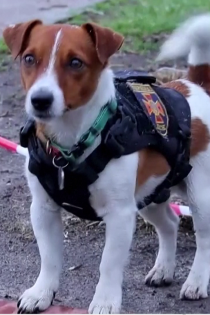 Dog saves lives by sniffing out BOMBS