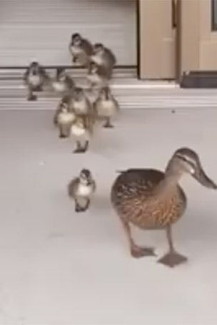 Ducklings HATCH in maternity ward