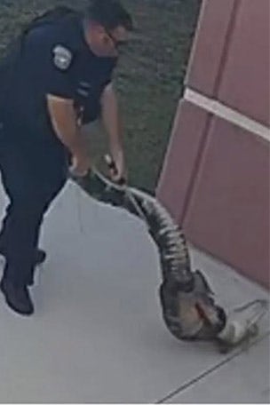 Gator CAUGHT at elementary school
