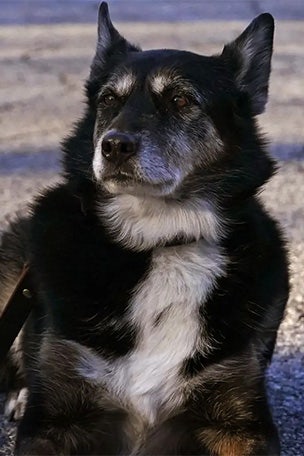 Police dog PUT DOWN for 'illness'