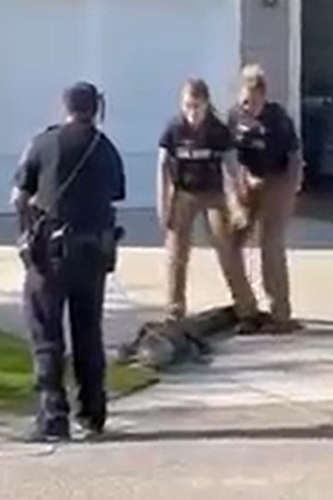 SEE IT: Police WRANGLE gator