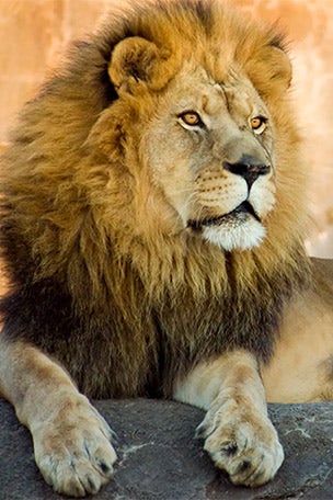 Lion BITES man's finger at zoo