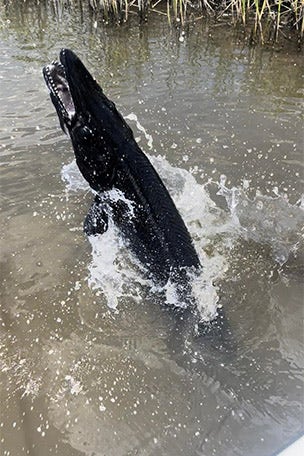 Fishermen catch BLACK alligator gar