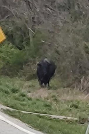 Cyclist faces BULL in this state