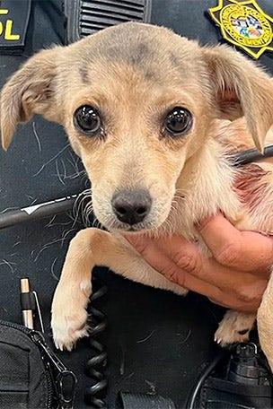 Puppy SHOT with an arrow