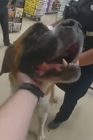 GIANT dog removed from store