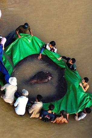 Stingray weighs HOW MUCH?
