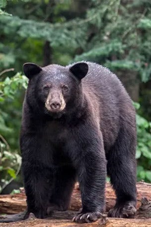 Black bear DIES in hot car