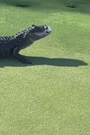Gator GRABS golf ball mid-game