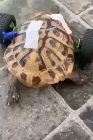 Tortoise gets WHEELS after this