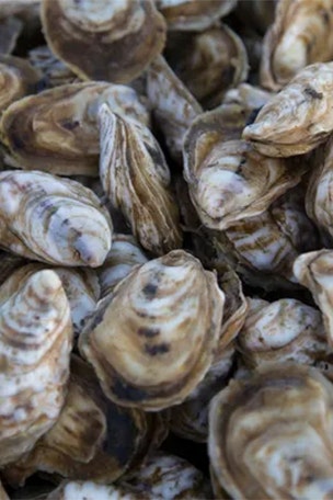 Oyster food SAFETY