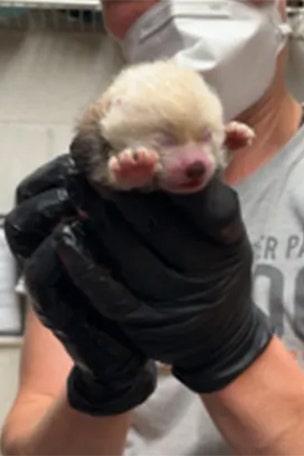 Zoo WELCOMES red panda cub