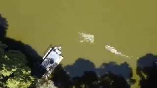 Drone video captures swimmer fighting off alligator