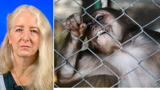 Reported Chinese land buy in Florida for primate testing won't end well, expert warns