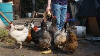 With egg prices skyrocketing, boy turns shortage into a business opportunity