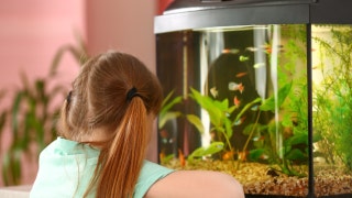 Steep fee for pet fish at apartment complex shocks potential renter