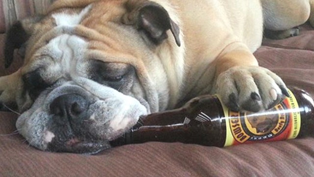 A beer for man’s best friend?