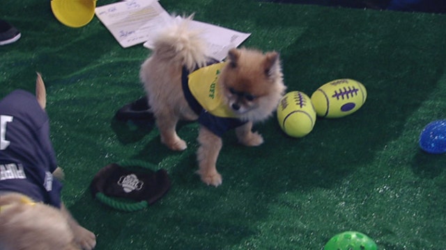Rescue dogs to compete in Puppy Bowl XI