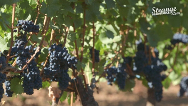 Using biodynamics in vineyards