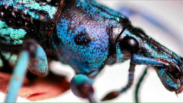 Inheriting the world’s largest privately-owned bug collection