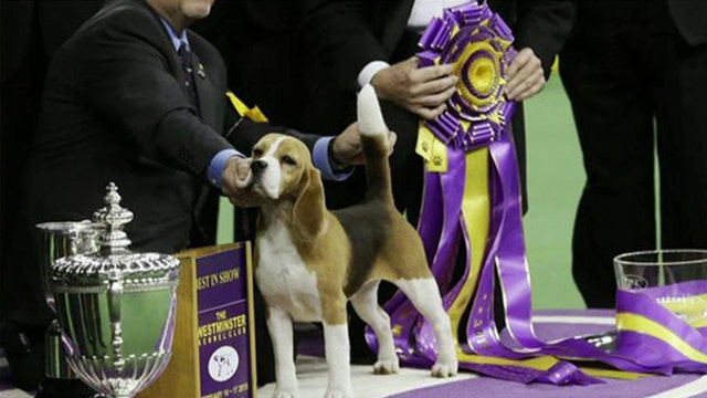 Miss P wins Westminster