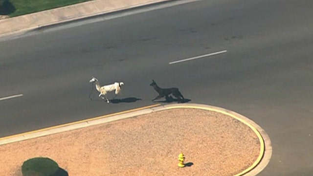 Two escaped llamas captivate social media